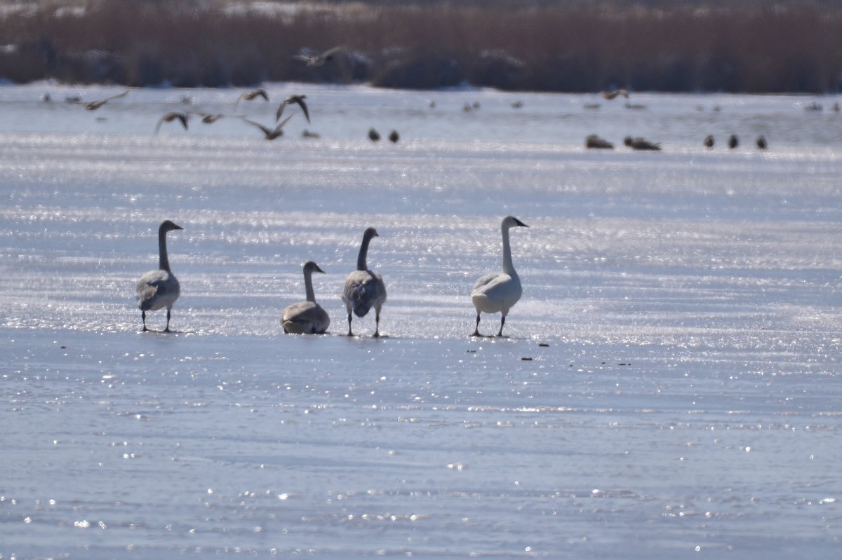 Cygne trompette - ML87923671