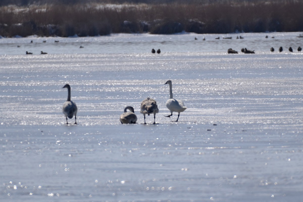 Cisne Trompetero - ML87923681