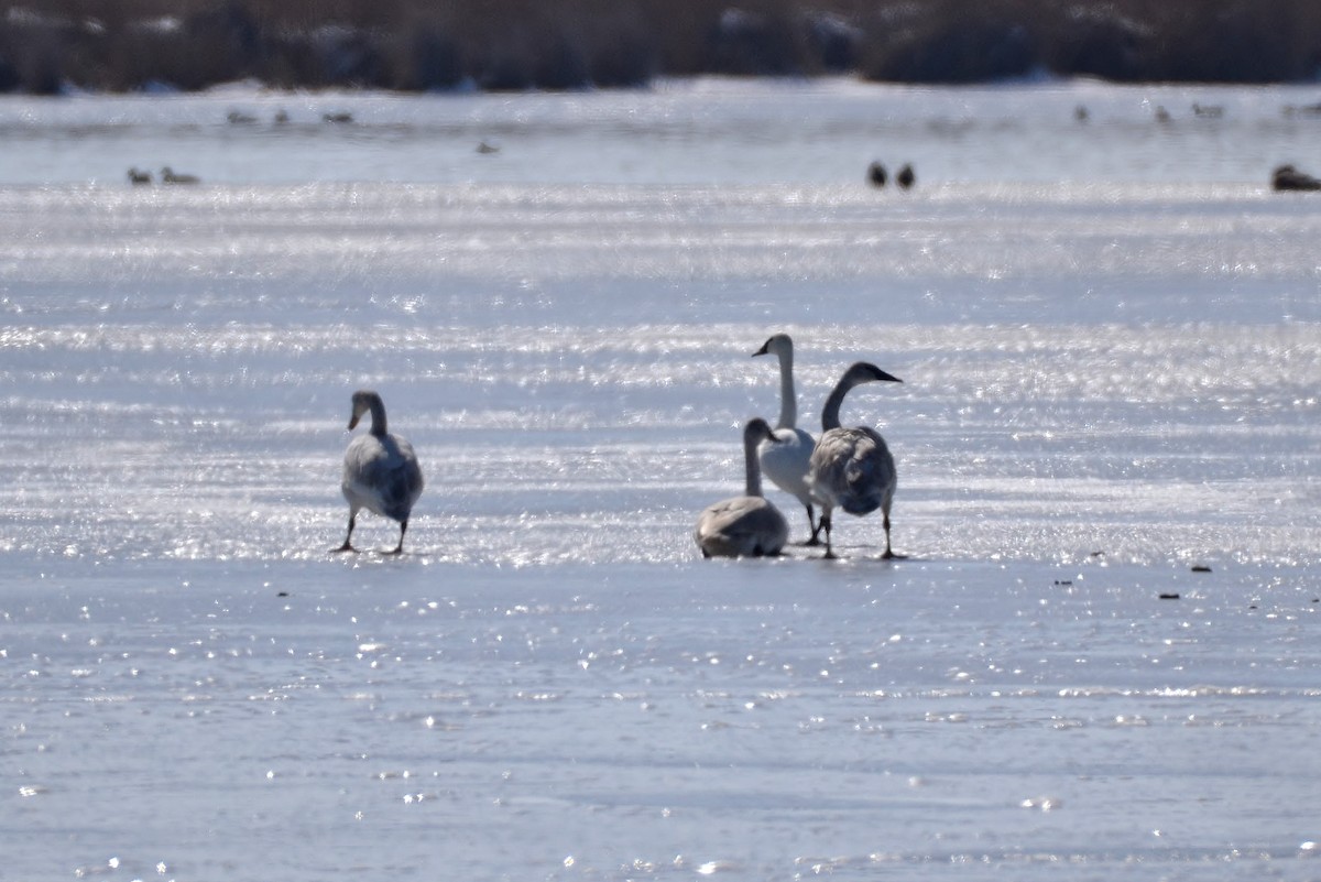 Cisne Trompetero - ML87923691