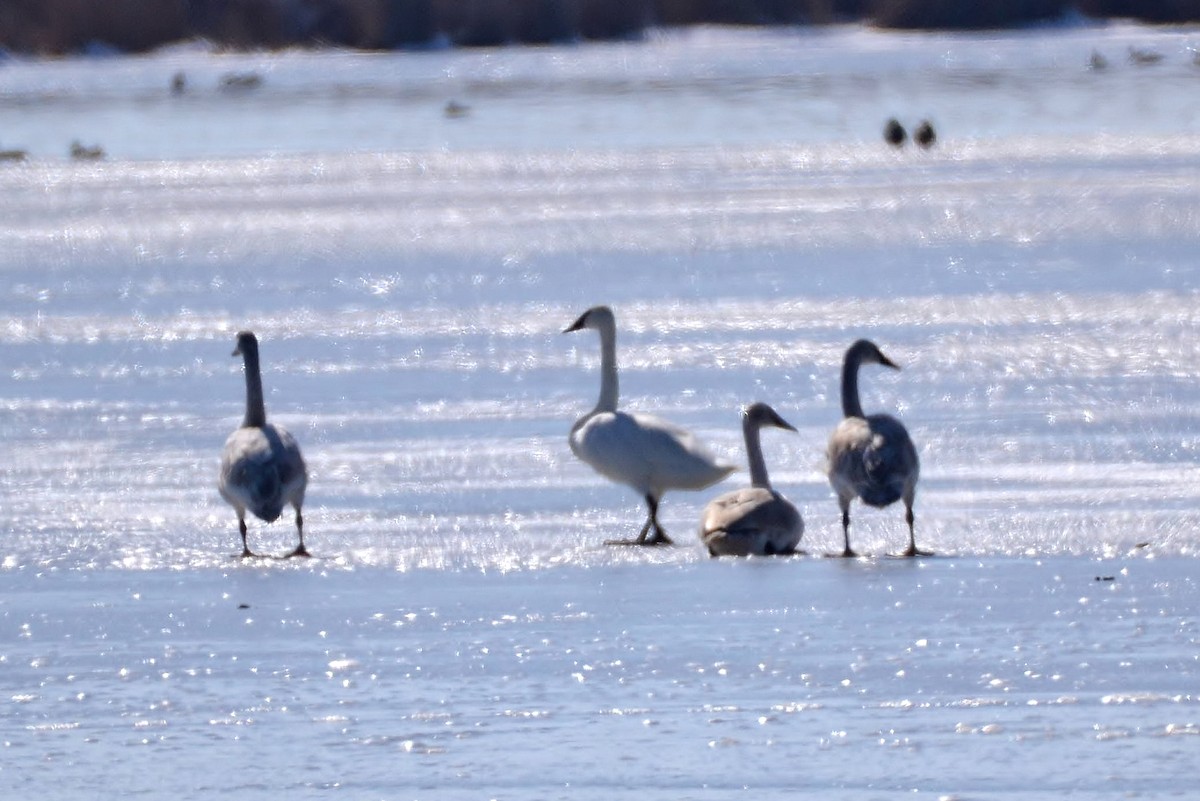 Trumpeter Swan - ML87923701