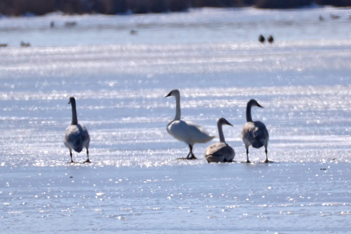 Trumpeter Swan - James Hoffman