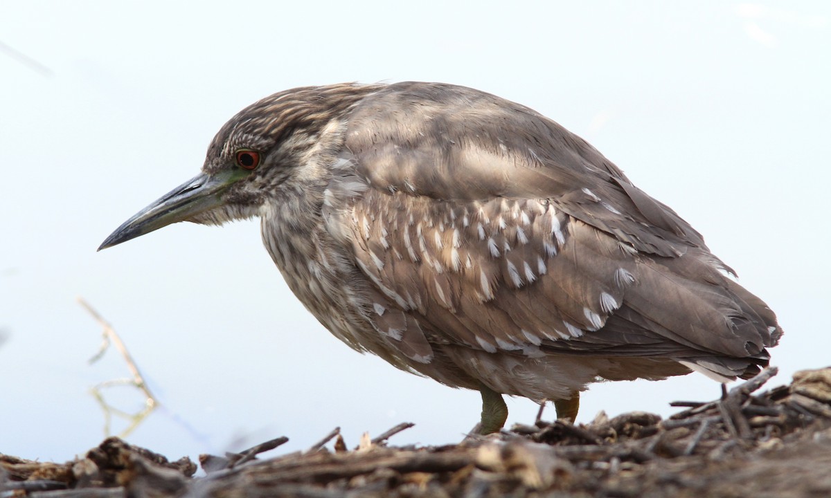 Black-crowned Night Heron - Sean Fitzgerald