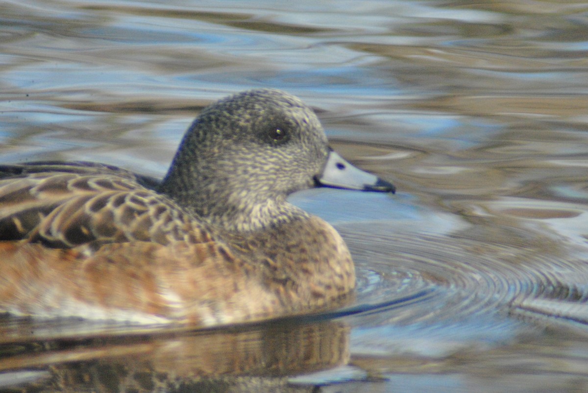 American Wigeon - ML87925431