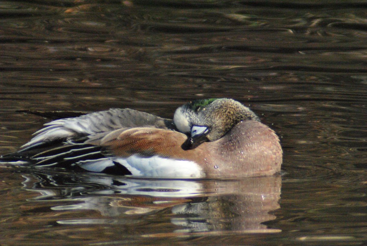 Canard d'Amérique - ML87925441