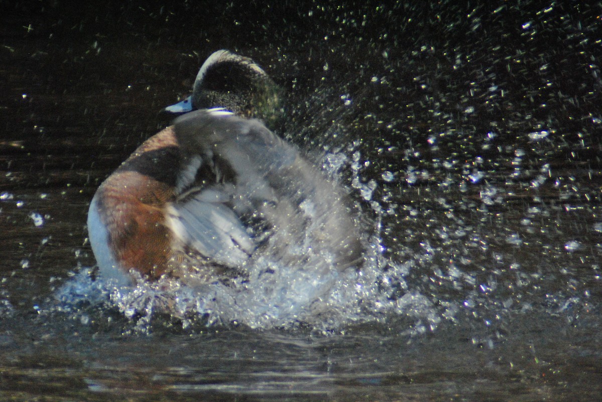 American Wigeon - ML87925451