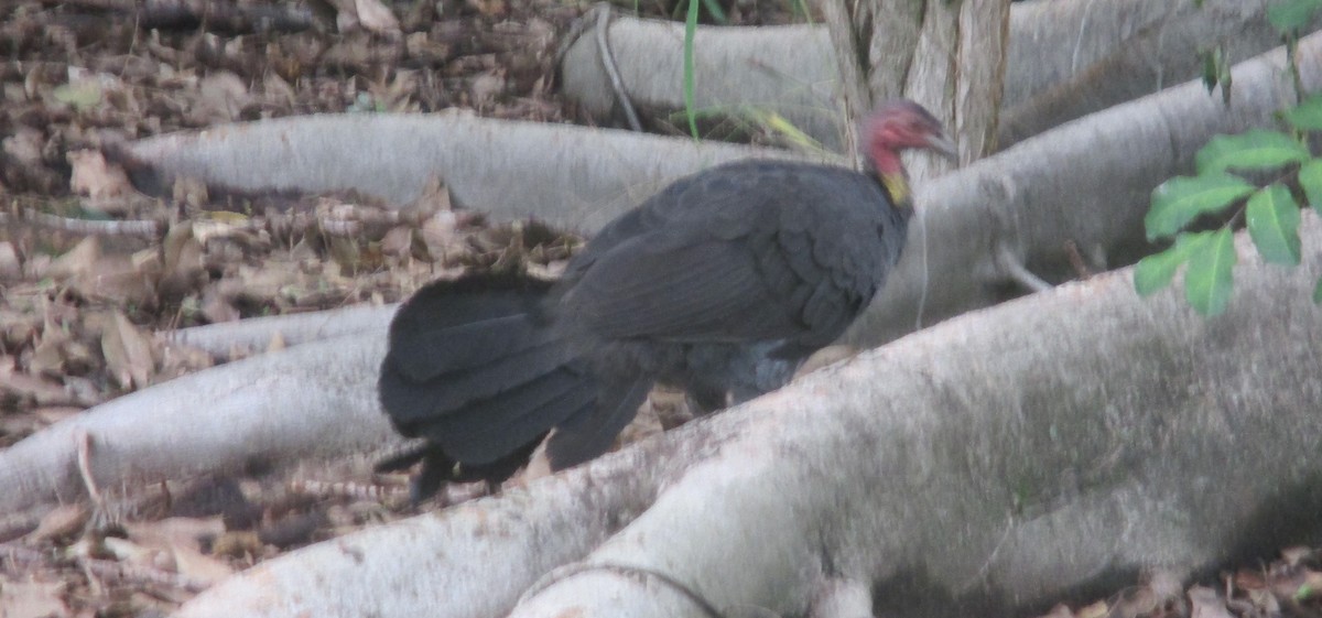 Australian Brushturkey - ML87925631