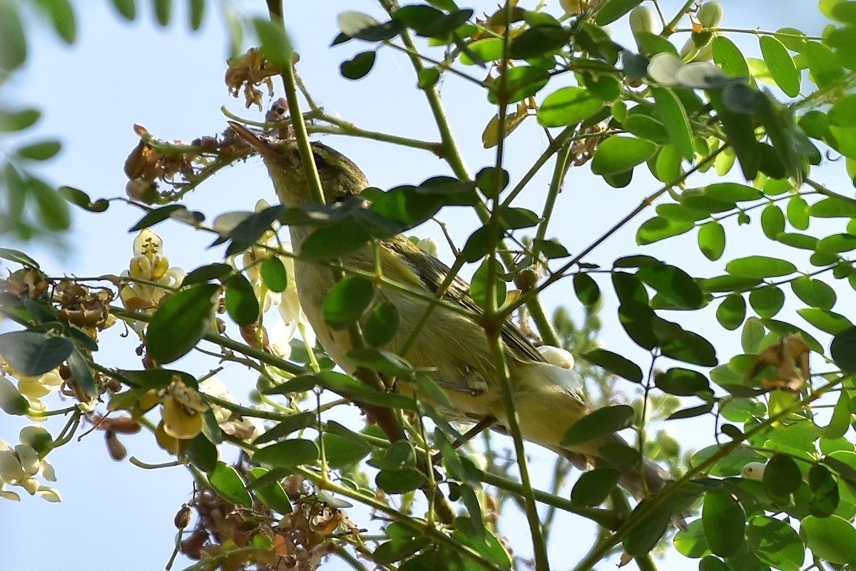 Tickell's Leaf Warbler (Tickell's) - Vineeth Kumar