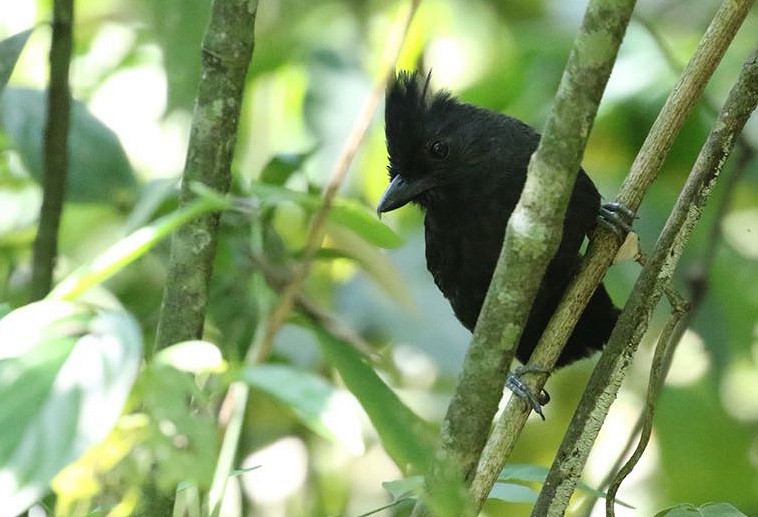 Tufted Antshrike - Lynda Flude