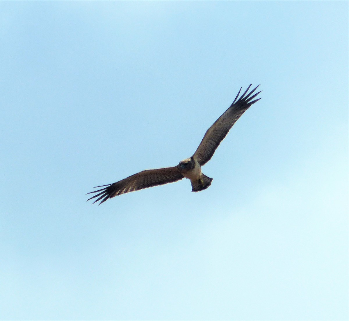 prikkjerrhauk - ML87927041