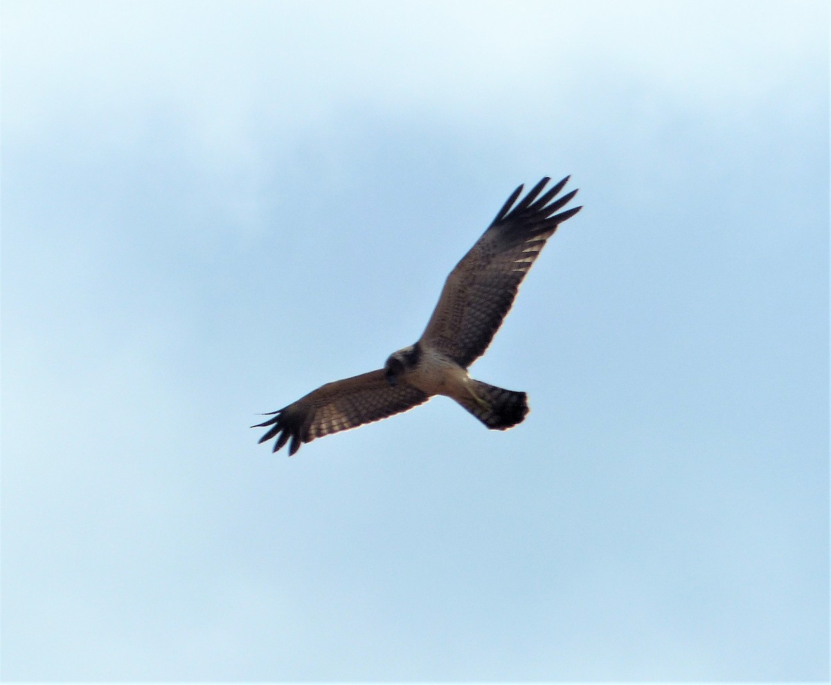 prikkjerrhauk - ML87927051