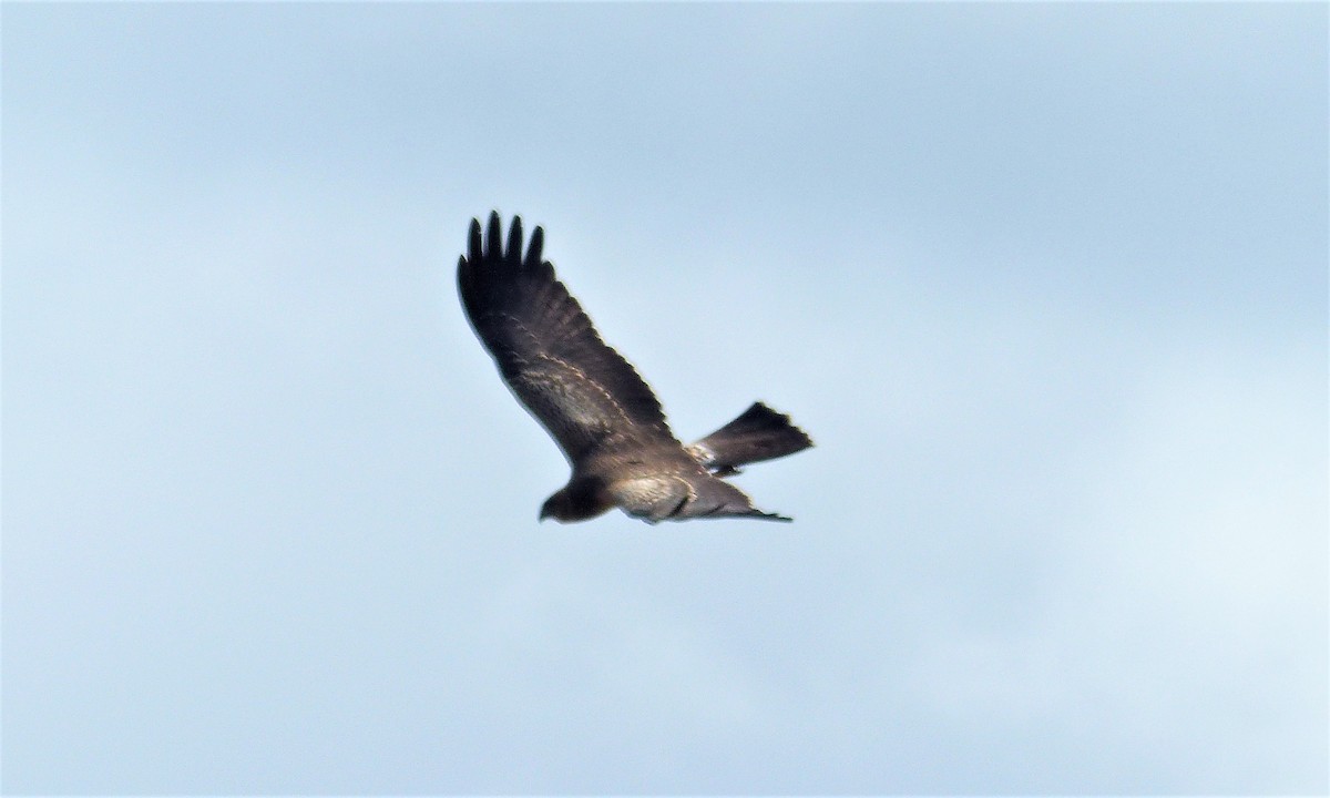 prikkjerrhauk - ML87927071