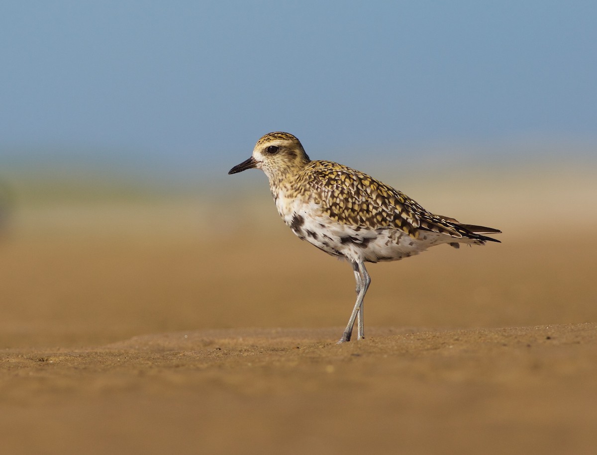 Chorlito Dorado Siberiano - ML87927491