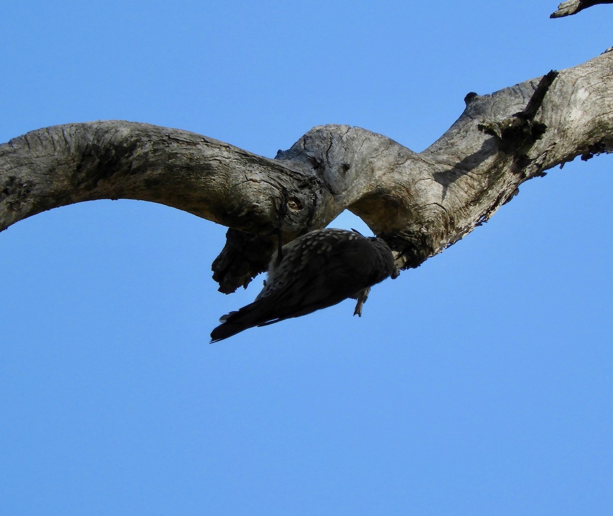 White-throated Treecreeper - ML87929151