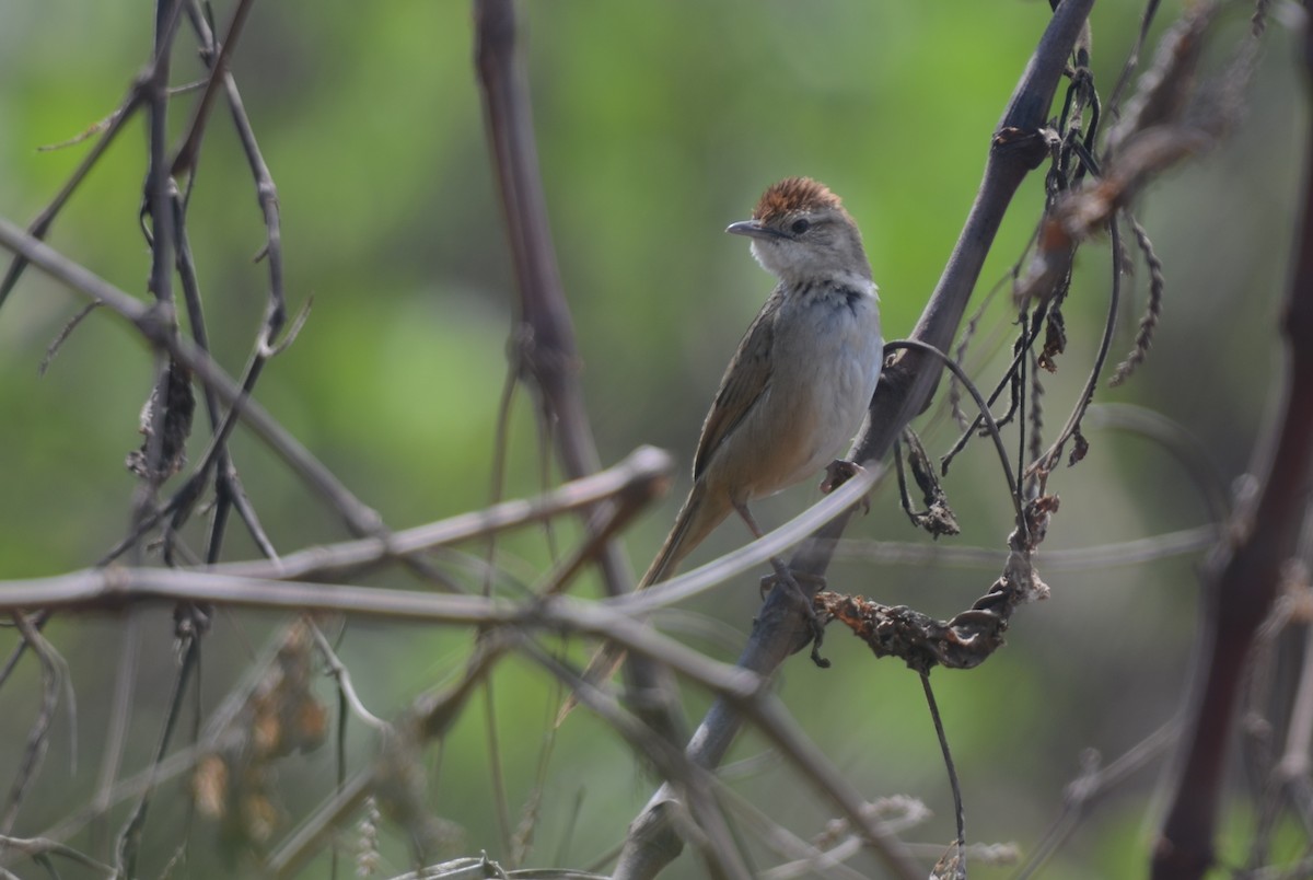 Tawny Grassbird - Dirk Tomsa