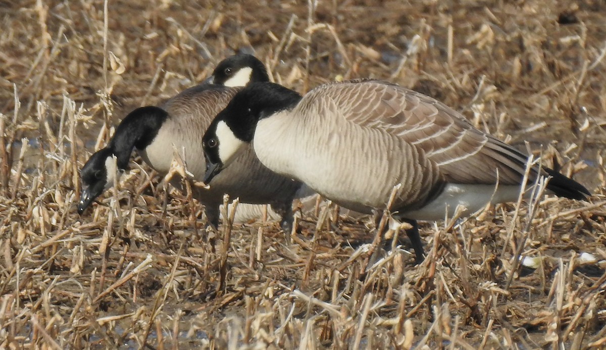 Cackling Goose - Joanne Muis Redwood