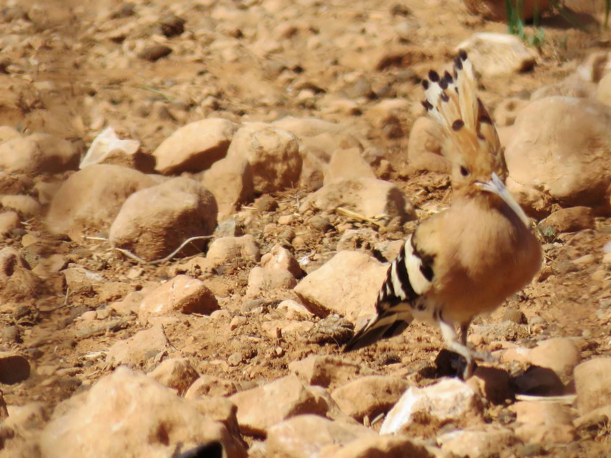 Eurasian Hoopoe - ML87934521