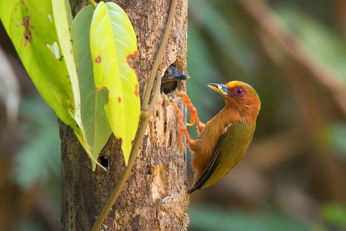 Rufous Piculet - Ayuwat Jearwattanakanok