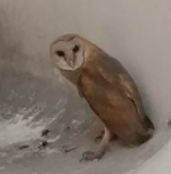 Barn Owl - ML87937111