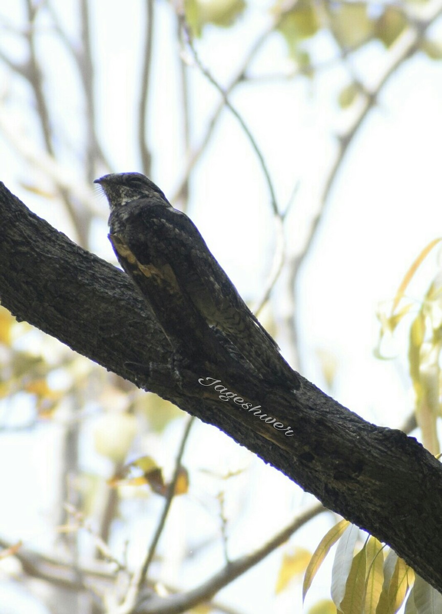 Jungle Nightjar - Jageshwer verma