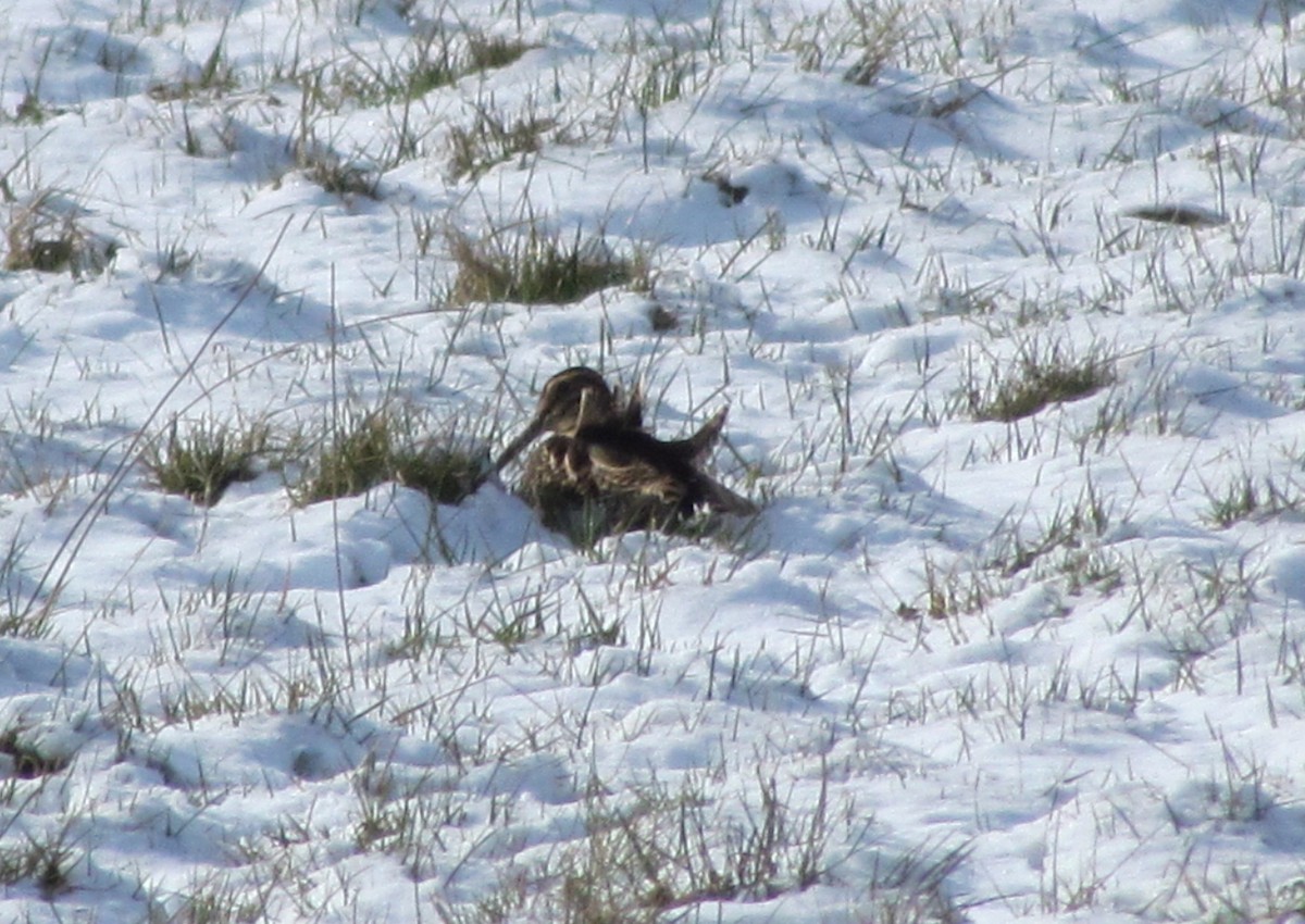 Common Snipe - ML87937241