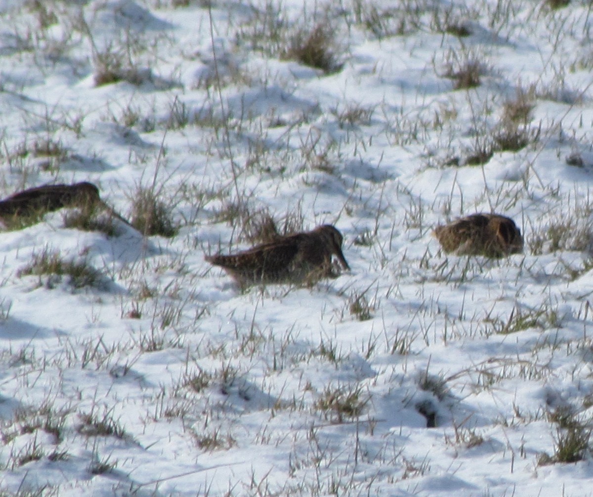 Common Snipe - ML87937271