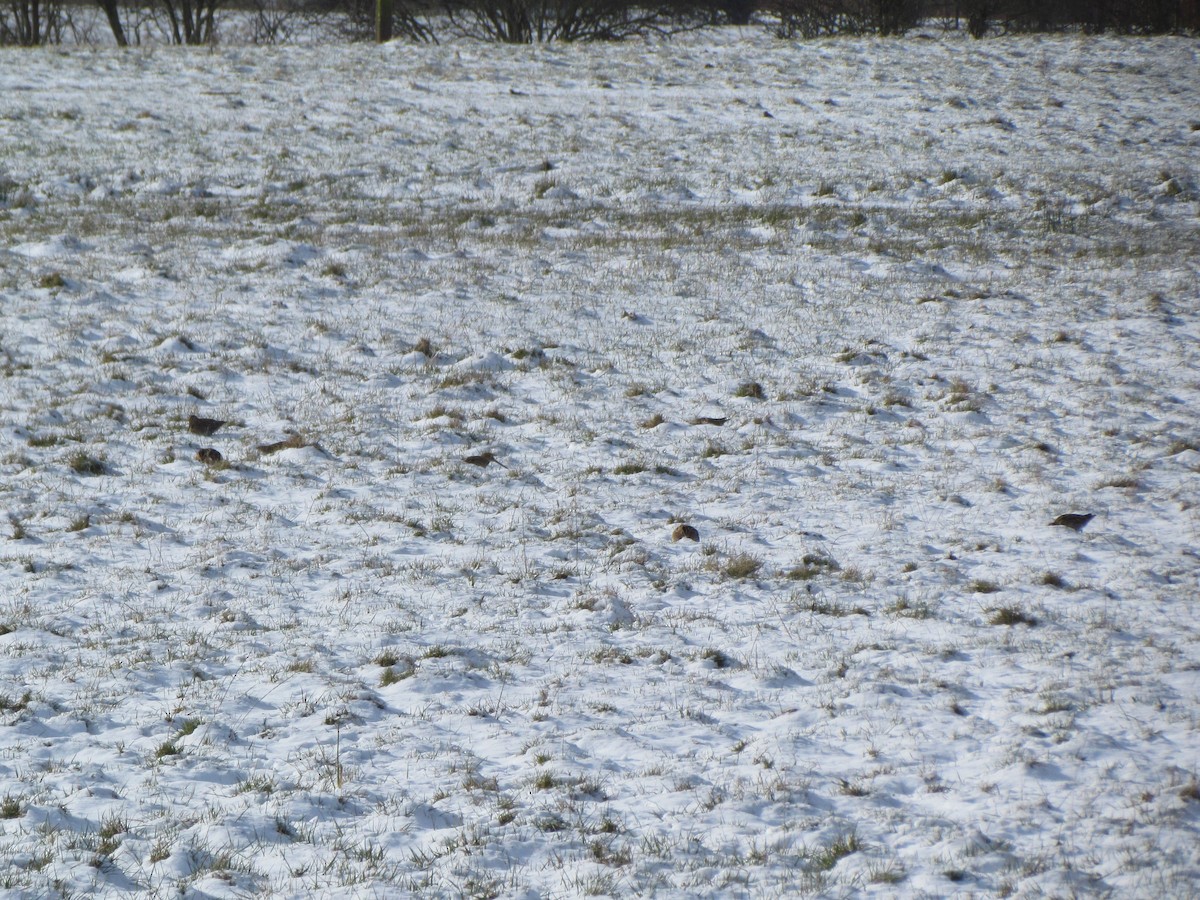 Common Snipe - Bruce Kerr