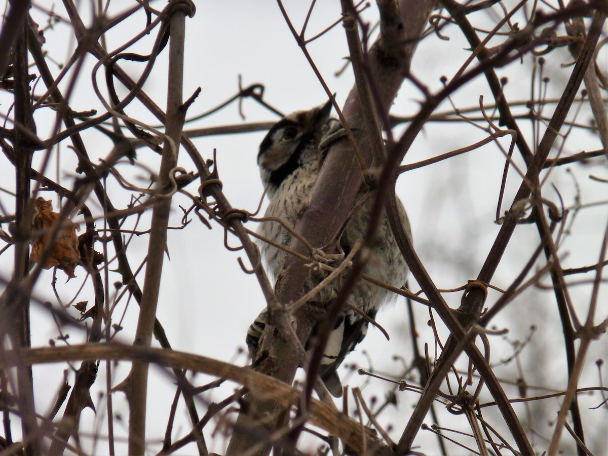 Lesser Spotted Woodpecker - ML87938481