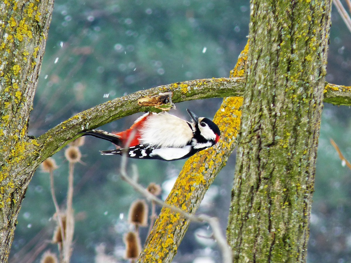 Great Spotted Woodpecker - ML87938521