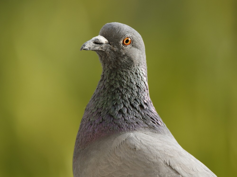 יונת בית - ML87939951