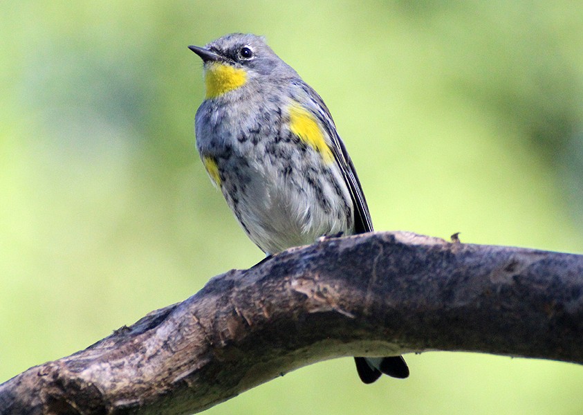 Yellow-rumped Warbler - ML87941261