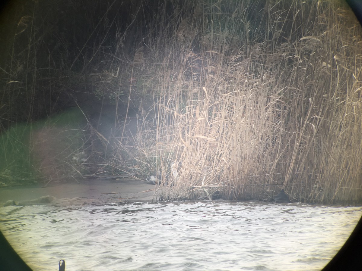 Red-throated Loon - ML87941661