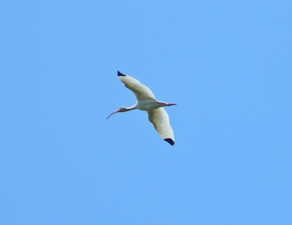 ibis bílý - ML87941721