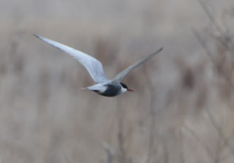 Whiskered Tern - ML87942011