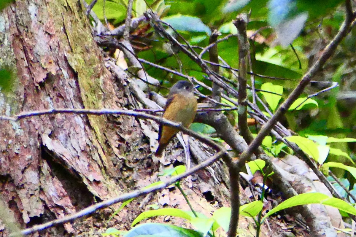 Ferruginous Flycatcher - ML87942581