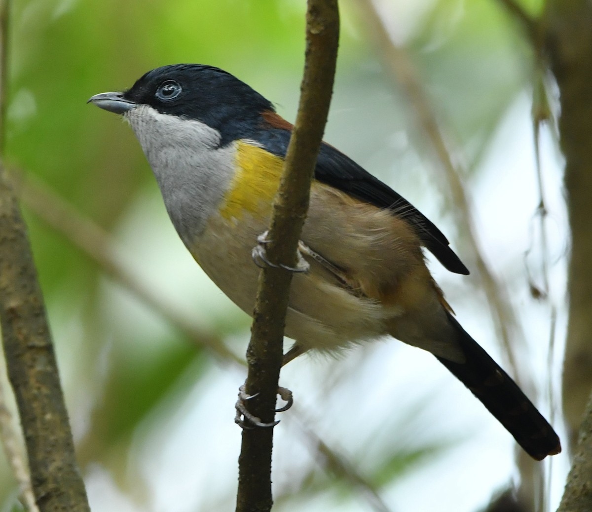 Black-headed Shrike-Babbler - Vinoba Anand