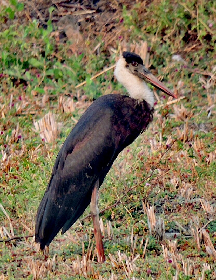 Asian Woolly-necked Stork - ML87947171