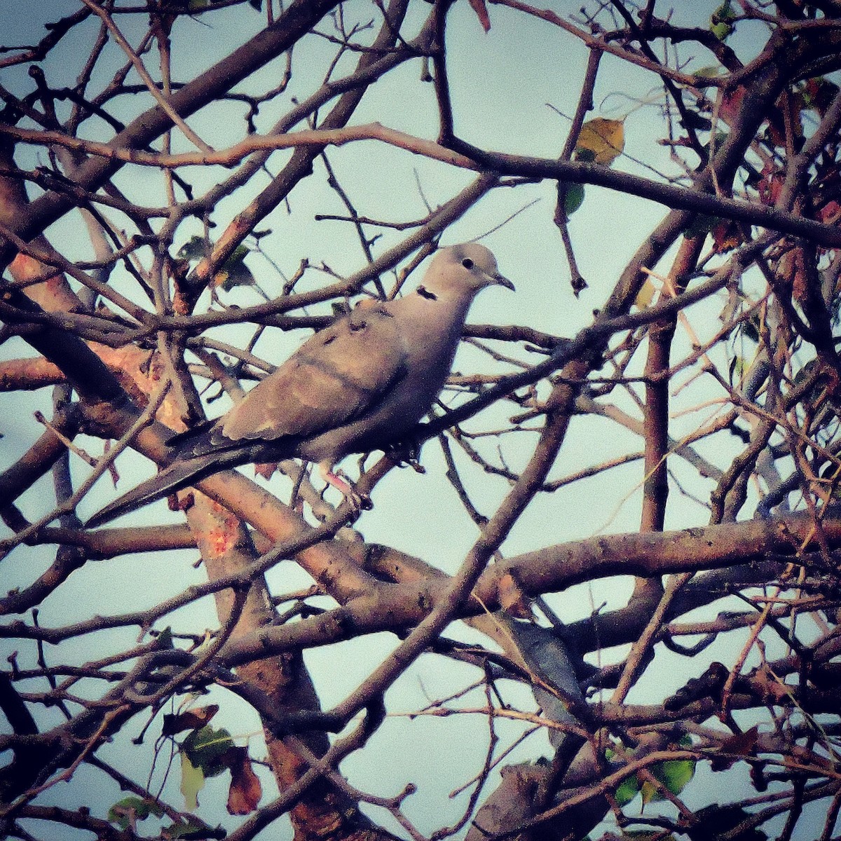Eurasian Collared-Dove - prashant bhagat
