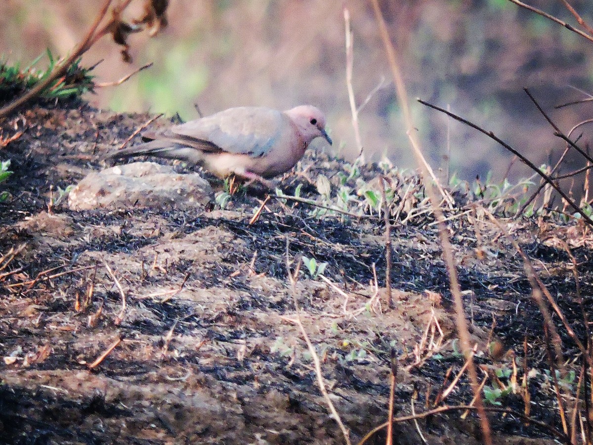 Laughing Dove - prashant bhagat