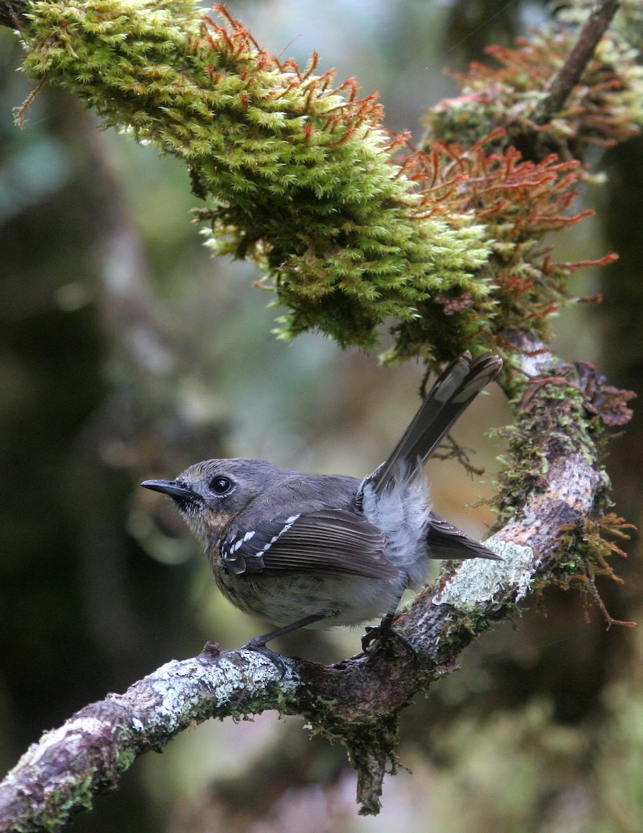 Kauai Elepaio - Eric VanderWerf