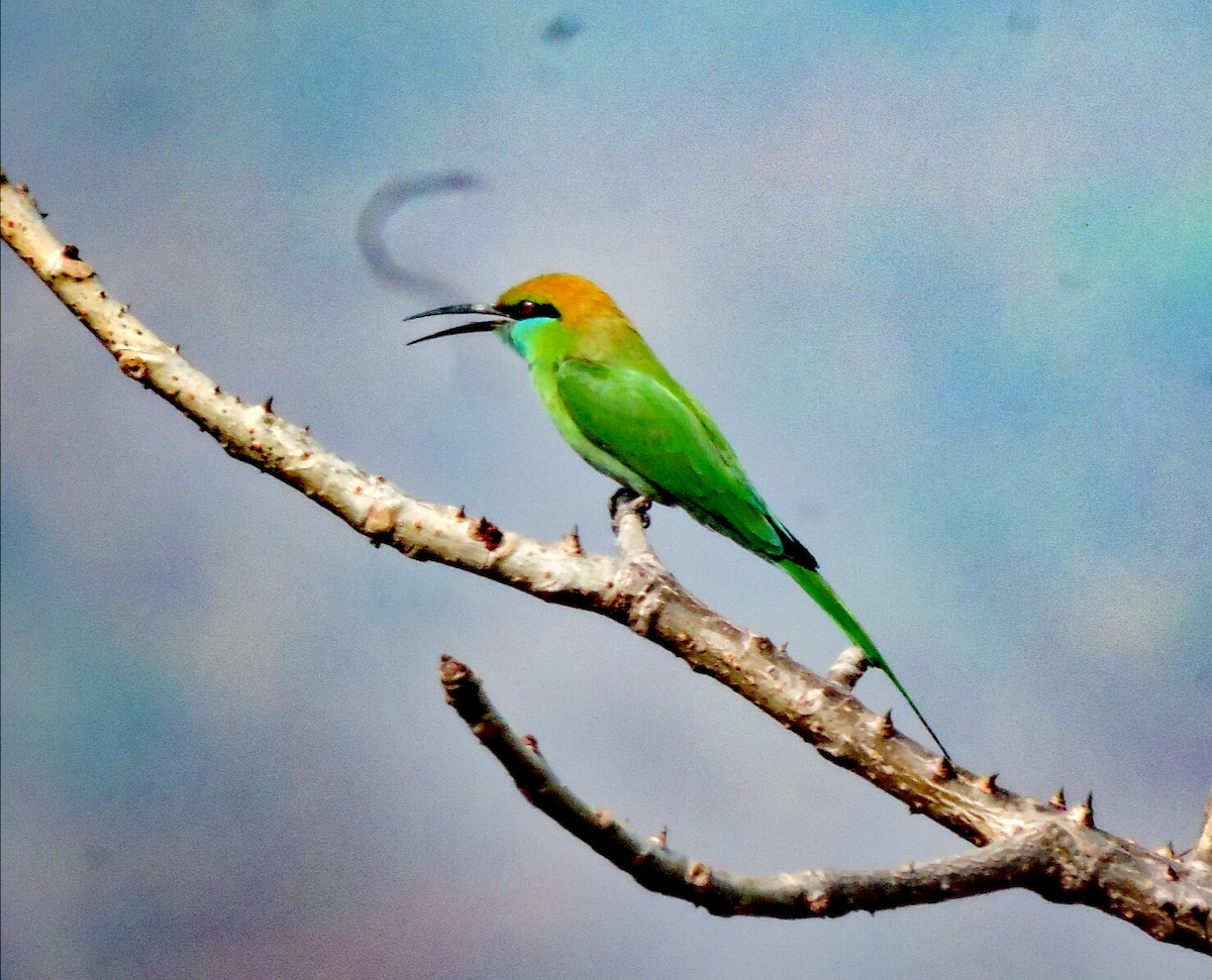 Asian Green Bee-eater - prashant bhagat