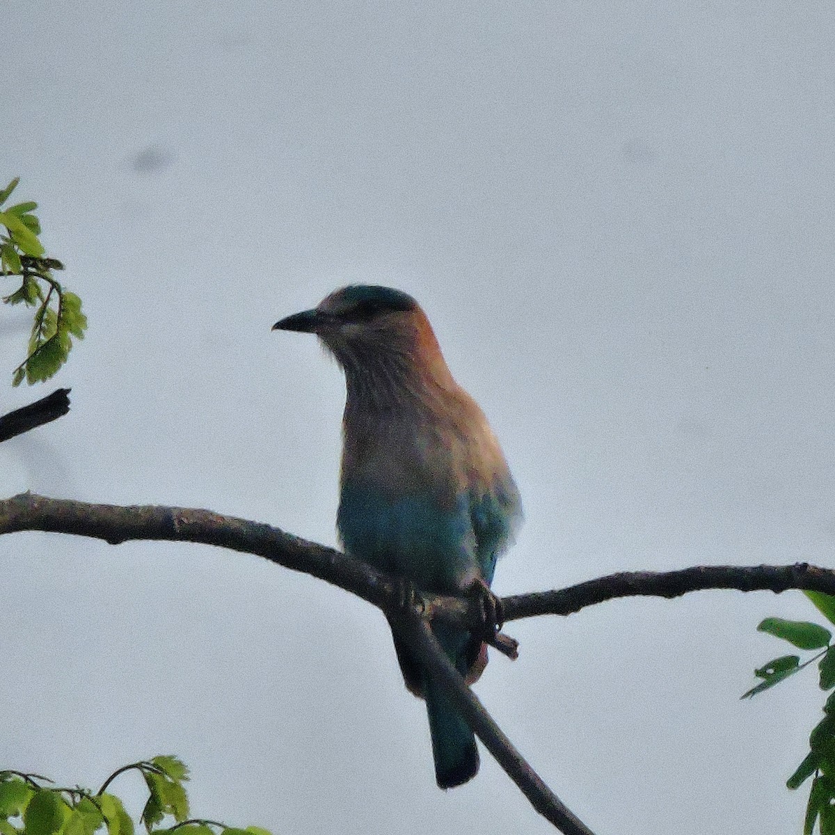 Indian Roller - ML87947861