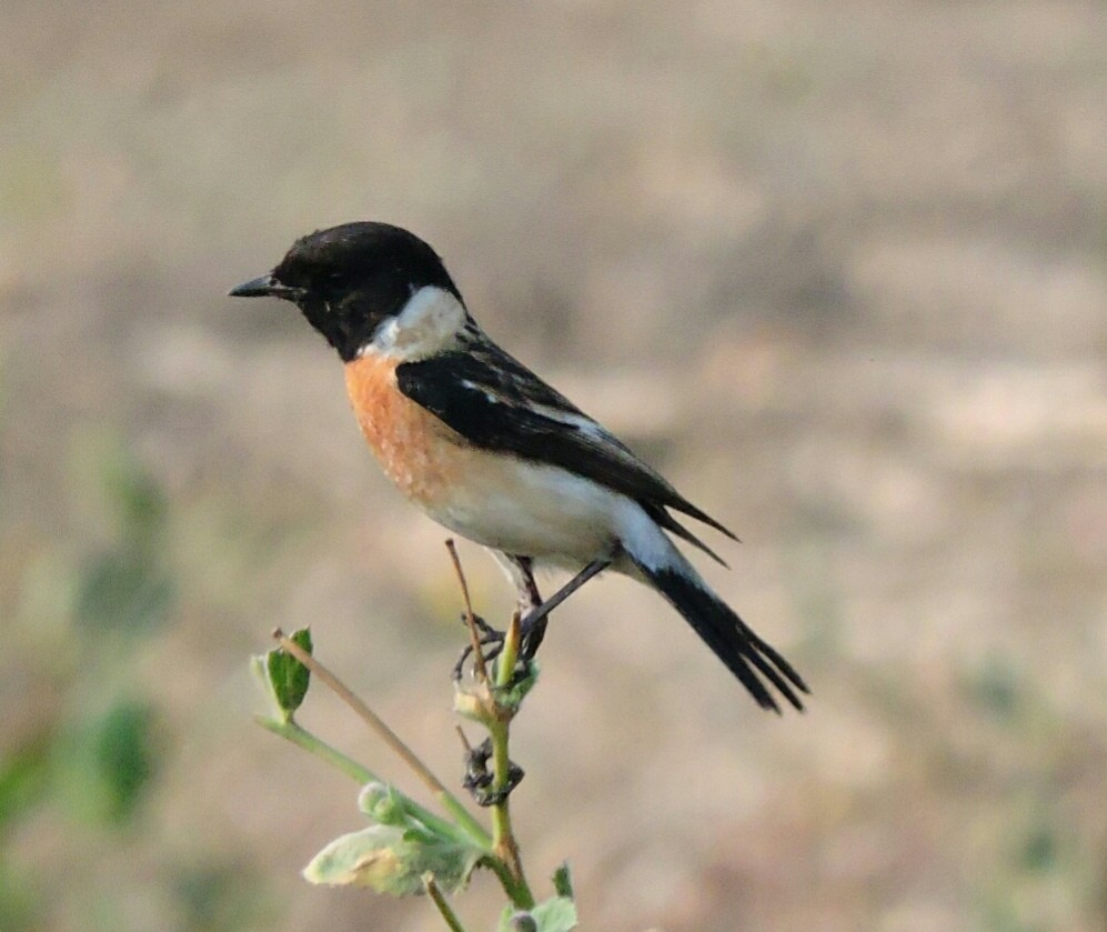 Siberian Stonechat (Siberian) - ML87947971