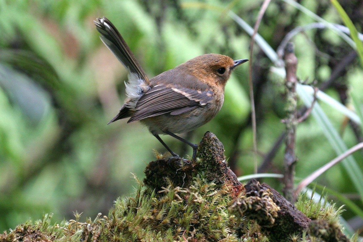 Kauai Elepaio - ML87948211