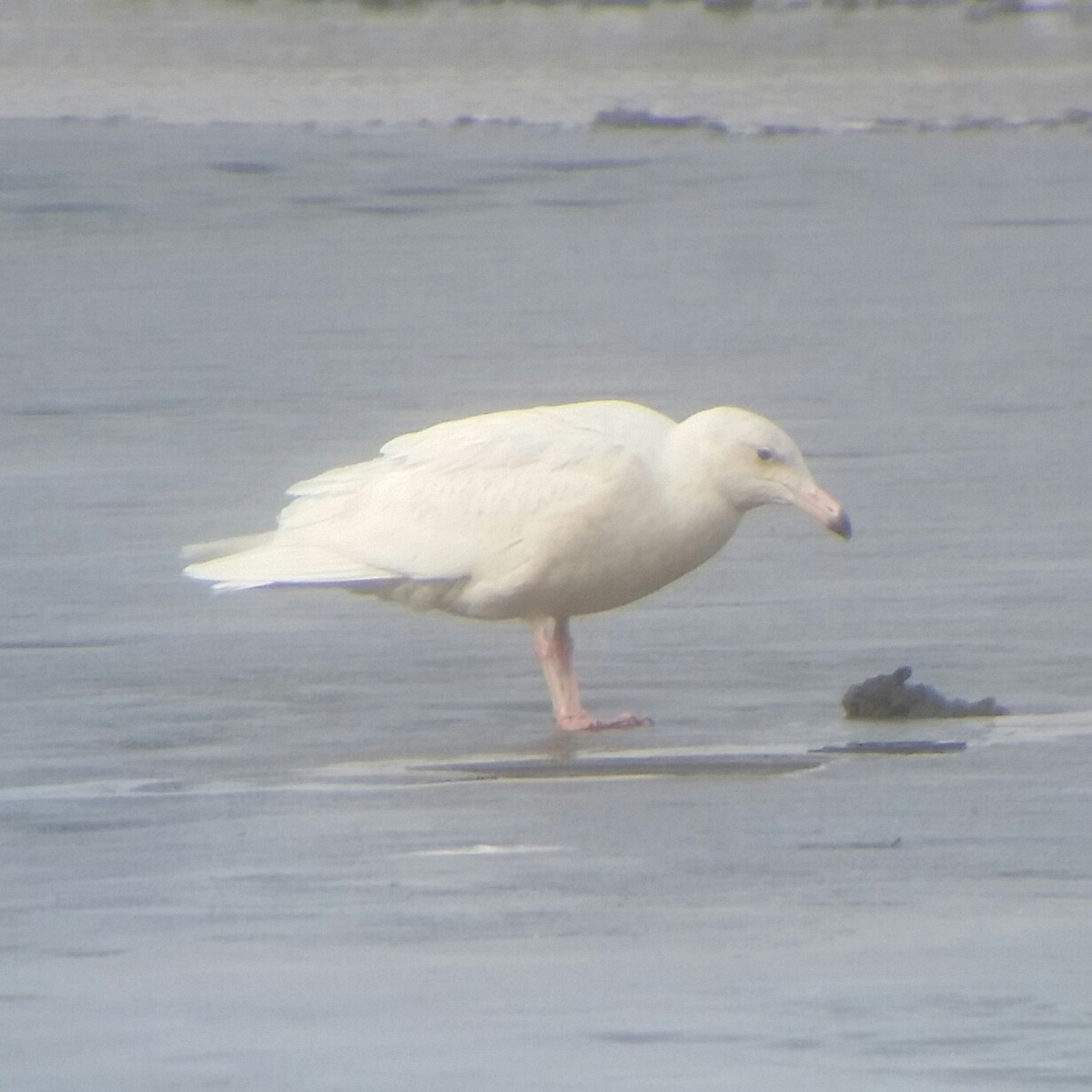 Glaucous Gull - David Schrab