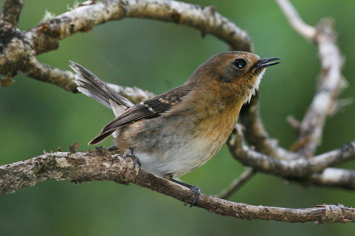 Kauai Elepaio - ML87948531