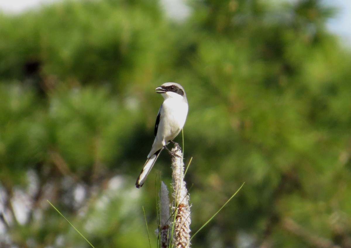 Loggerhead Shrike - LYNN PELLETREAU