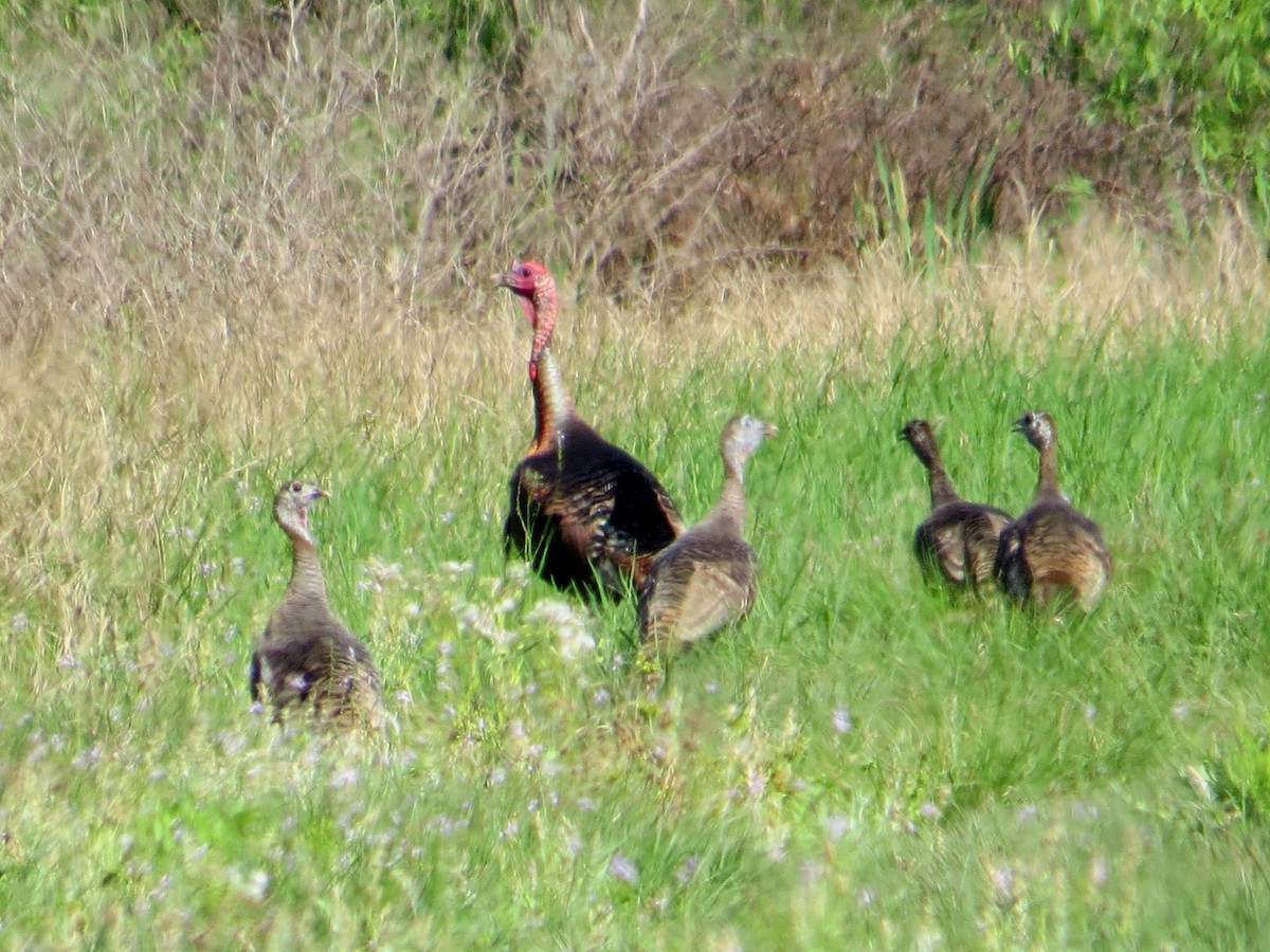 Wild Turkey - LYNN PELLETREAU