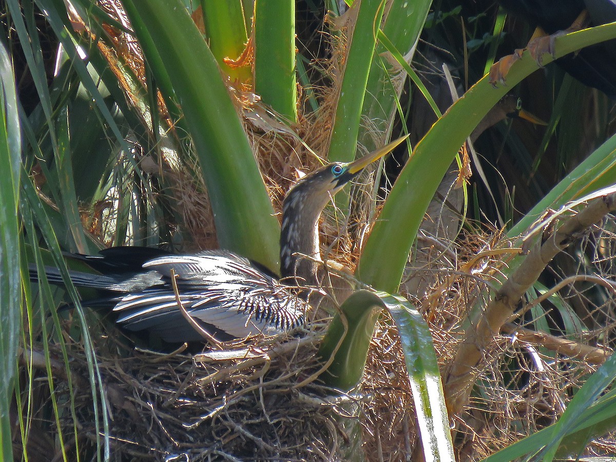 Anhinga - ML87954811