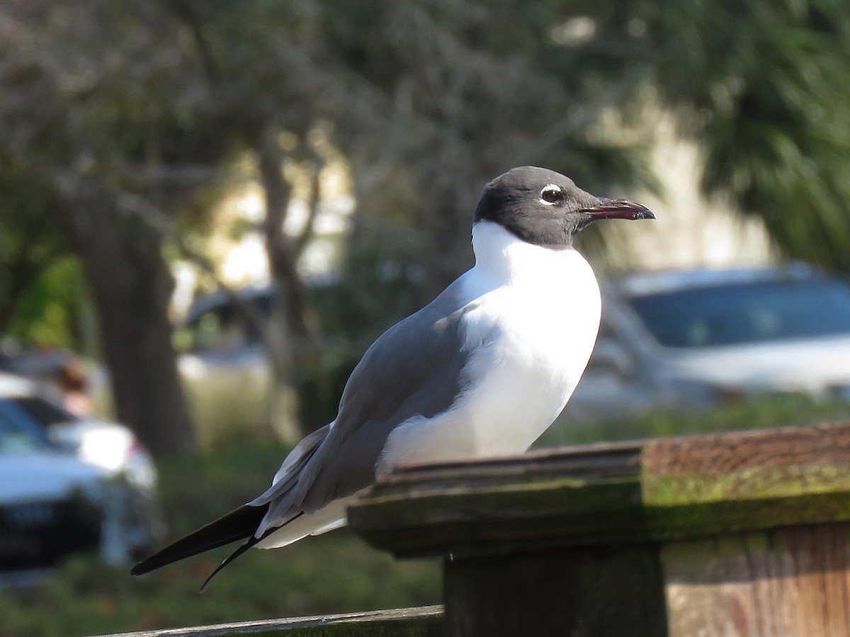 Laughing Gull - ML87955021