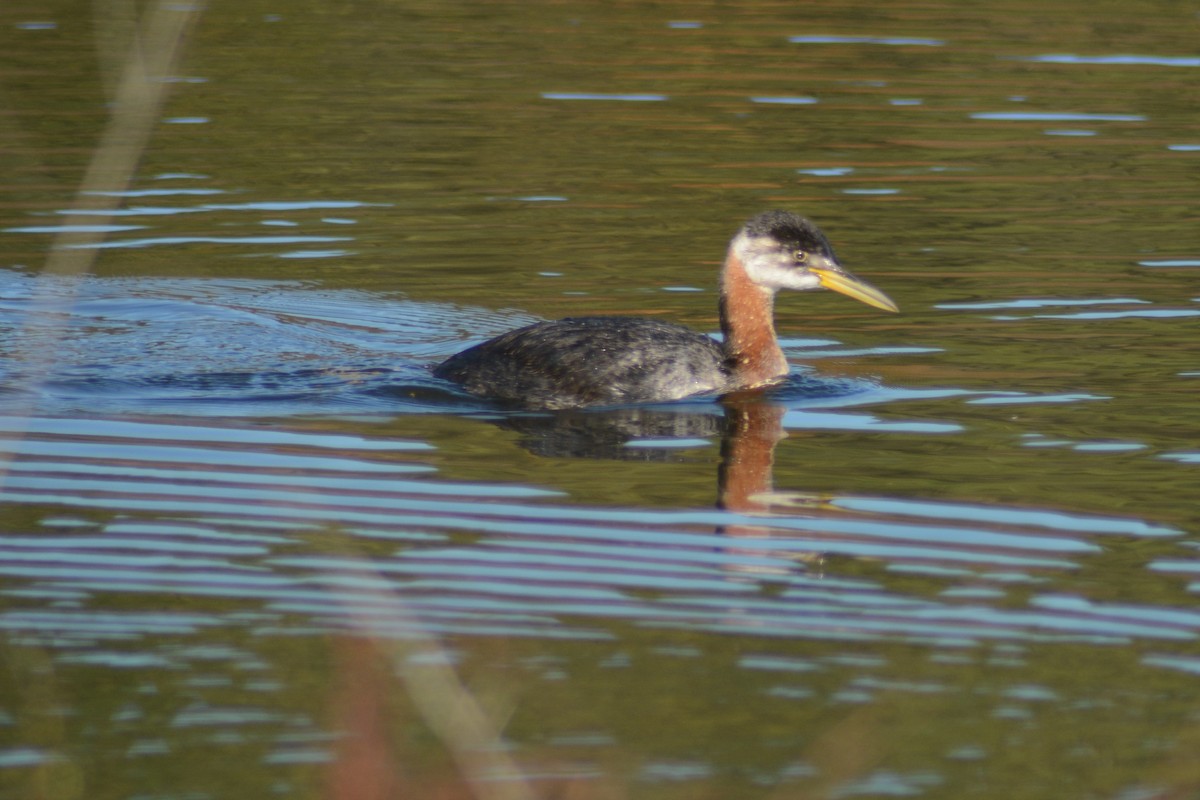 Red-necked Grebe - Russell Hoffman